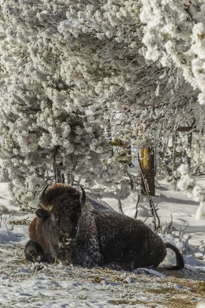 WY, Yellowstone Bison resting on snowy ground